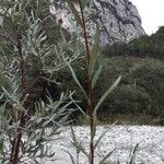 Salix eleagnos Feuille