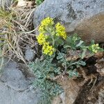 Odontarrhena alpestris Habitat