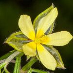 Helianthemum aegyptiacum Květ