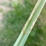 Carex riparia Feuille