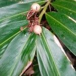 Alpinia caerulea Fruit