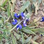 Lupinus bicolor Flower