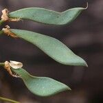 Craibia grandiflora Φρούτο