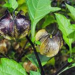 Nicandra physalodes 果