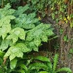 Podophyllum cv. 'Kaleidoscope' Folha