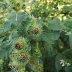 Arctium minusЦвят