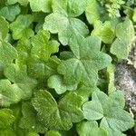 Bowlesia incana Yaprak