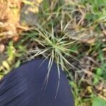 Aristida hystrix Flower