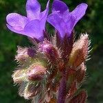 Anchusa procera फूल