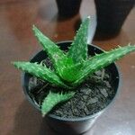 Aloe juvennaبرگ