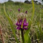 Dactylorhiza majalisКвітка