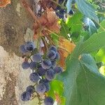 Vitis vinifera Gyümölcs