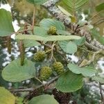 Alnus glutinosaFruchs