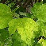 Viburnum macrocephalum Blatt