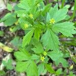 Ranunculus hispidus Flower