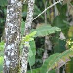 Polystachya concreta Leaf