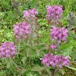 Pedicularis verticillata عادت