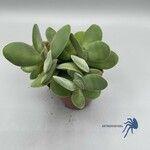 Crassula cotyledonis Folio