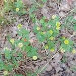 Trifolium campestre Habit