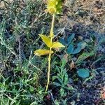 Sideritis hyssopifolia Otro