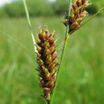 Carex lasiocarpa Fruit