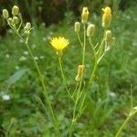 Crepis capillarisKvět