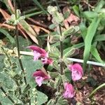 Salvia hierosolymitana Blüte