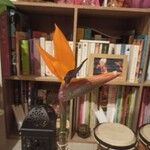 Strelitzia reginaeFlower