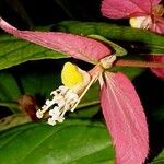 Dalechampia spathulata Flower