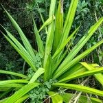 Furcraea foetida Leaf