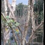 Hibiscus tiliaceus Bark