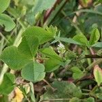 Trifolium resupinatum Листок