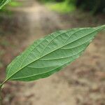 Sparrea gomphophylla Blatt
