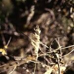 Poa arachnifera Flower