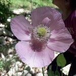 Papaver somniferumFlower