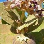 Calotropis procera 果