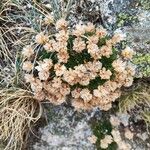 Armeria ruscinonensisFlower