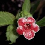 Drymonia pilifera Flor