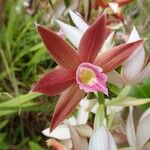 Calanthe tankervilleae Flower