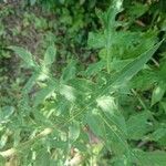 Echinops exaltatus Leaf