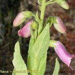 Digitalis thapsi 其他