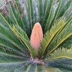 Cycas revolutaHostoa