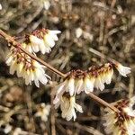 Abeliophyllum distichum Цветок