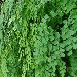 Adiantum raddianum Leaf