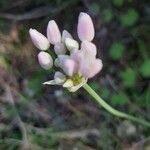 Allium canadense Blüte