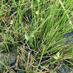 Cyperus laevigatus 形態