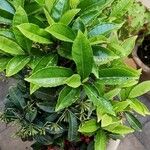 Ardisia crenata ശീലം