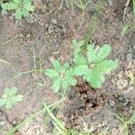 Biophytum umbraculum Hoja