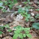 Panax trifolius Hábitos