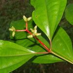 Miconia lateriflora Feuille